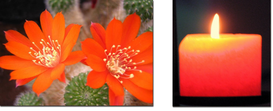 Cactus Blossums & Flame