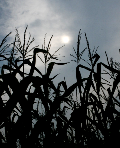 Corn Field