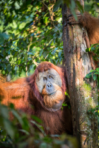 Photo courtesy of:  Male orangutan 14, Gunung Leuser National Park, Sumatra by Ian Plant http://ianplant.photoshelter.com/gallery-image/Indonesia/G0000q6t._EQExv8/I0000oY6RA9A1RH8 